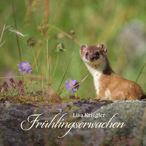 成人在线免费8888www
